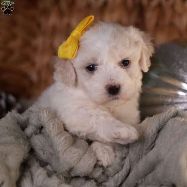 Tiny-Noelle, Bichon Frise Puppy